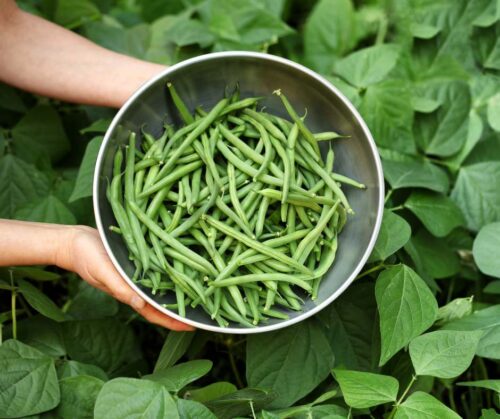 Green beans