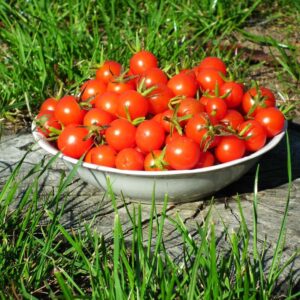Cocktail Tomatoes