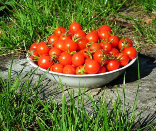Cocktail Tomatoes
