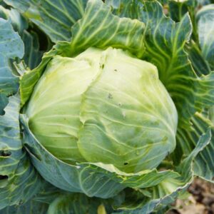 cabbage head