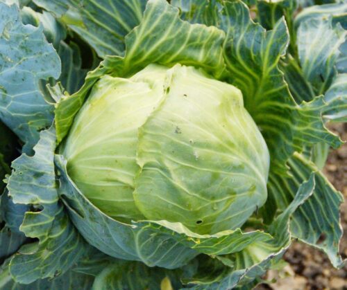cabbage head